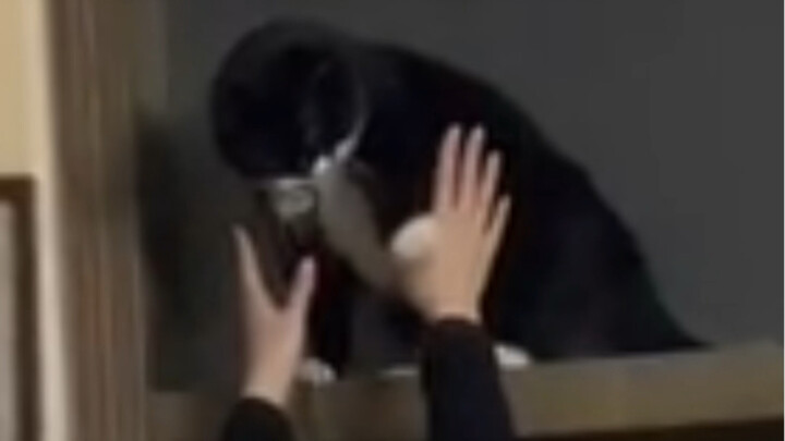 ماذا؟ شرطي القط الأسود يختار مكانه بنفسه ليضع فيه إبطه!