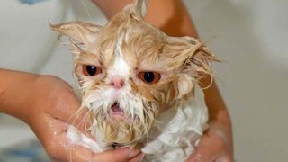 Cats Bath Time - Cat Saying No To Bath - รวบรวมวิดีโอแมวตลก 2016