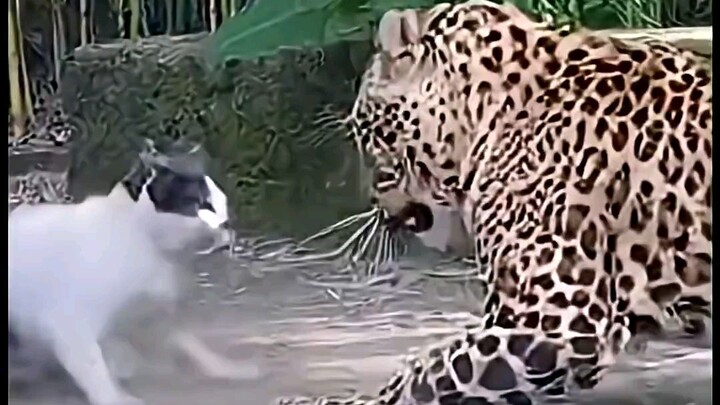 Home Cat vs Big Wild Cat (Tiger)
