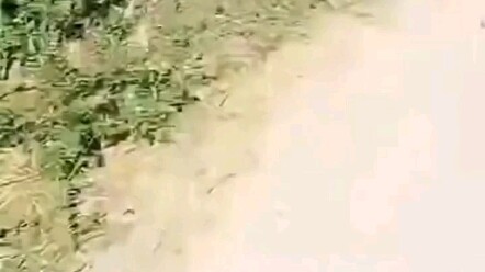 “Ahli Pelatih Anjing”