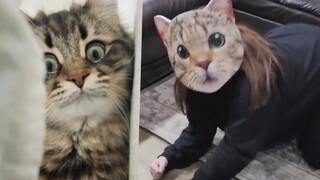 Modern cat owners are committing suicide! Cat: Please call the police for me