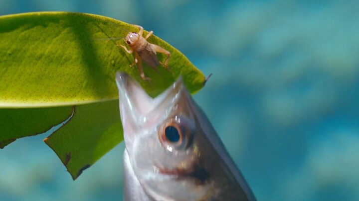 “Shooting Fish, but with a Great Wall Cannon”