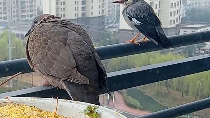 One squawk from the magpie is enough to scare them both to death.