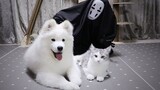 Anjing dan kucing yang panik melihat Kaonashi!