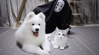 เมื่อเห็นหน้ากากผีไร้หน้าลูกสุนัขและลูกแมวต่างพากันตื่นกลัว