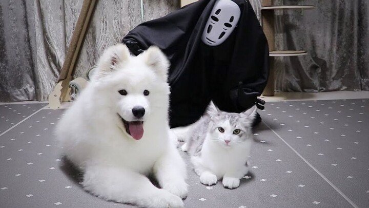 Seeing the rattled puppies and kittens after seeing No face man!!
