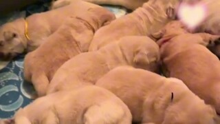 The comfort dog's reaction upon seeing its own puppy for the first time