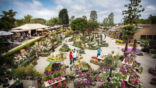北美散步 Part 1｜4K Walking Tour | Roger's Gardens | Plant nursery in Newport Beach, California