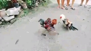 napalaban ang stag ko kalaban magulang nakipagsabayan sa paluan 😅