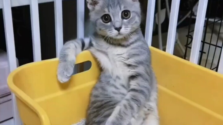 This cat's relaxed vibe