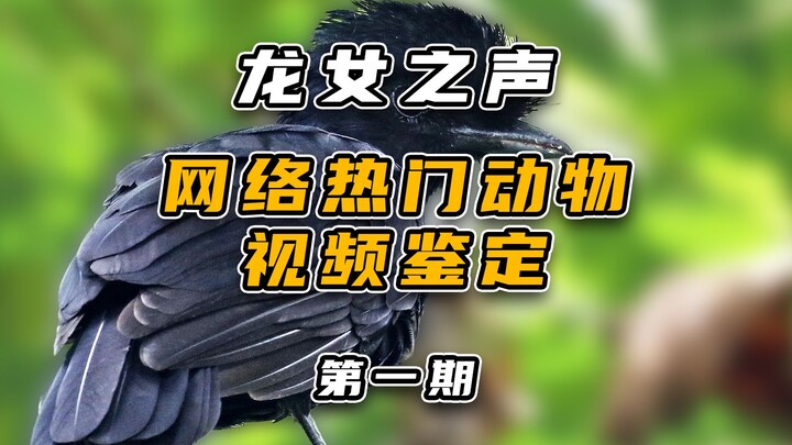 Giám định video động vật nổi tiếng trên mạng (phần 1)
