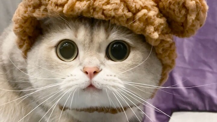 The lucky kitten is bringing you good luck!