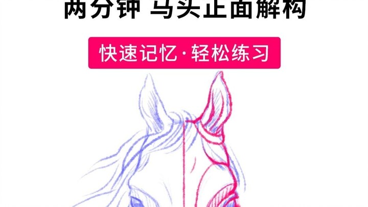 Frontal Analysis of a Horse’s Head