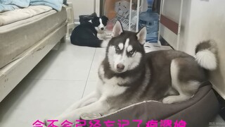 What will a husky's reaction be when it sees its owner again after five days of separation?