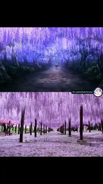 anime vs real life