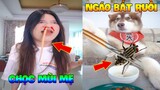 Thú Cưng Vlog | Ngáo Husky Troll Bố #9 | Chó thông minh vui nhộn | Smart dog funny pets