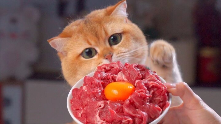 ข้าวหน้าเนื้อวากิวแน่นขนัดด้วยเนื้อชั้นดี แมวน้อยกินเนื้อไม่หยุด!