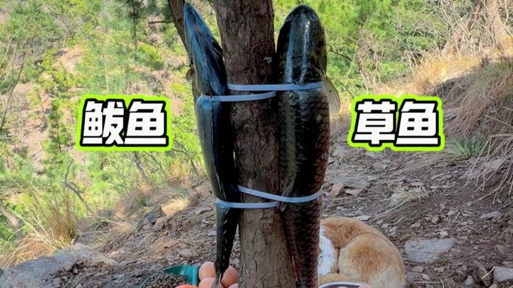 Day 190 | Tying two fish together on the mountain!
