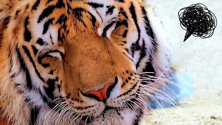 What kind of high IQ could a big tiger possibly have?