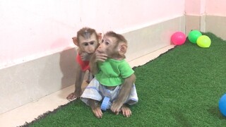 Mino and Coconut monkeys play with toys