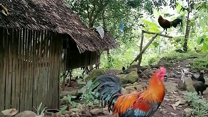 🐓