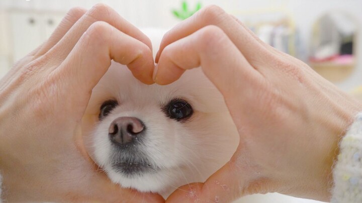 The 100,000-fan medal has arrived! The dog, wearing glasses, is trying hard to decipher the medal's 
