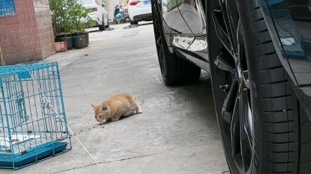 แม่แมวถูกรถทับตาย มันร้องหาแม่มาหนึ่งสัปดาห์แล้ว และมันระวังตัวมากด้วย