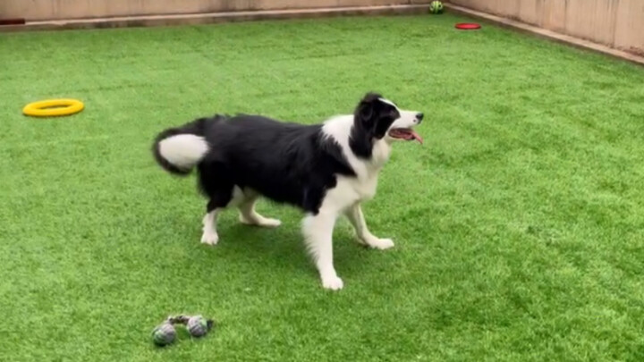 On the second day of school, Ye Zi seems to be having a blast!