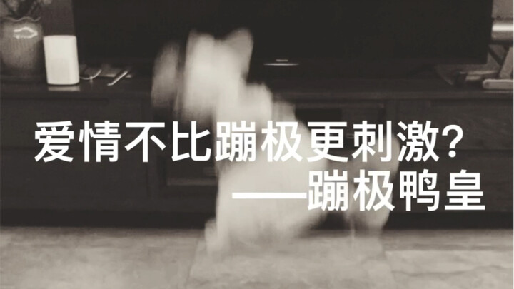 全网最会找刺激的鸭子！