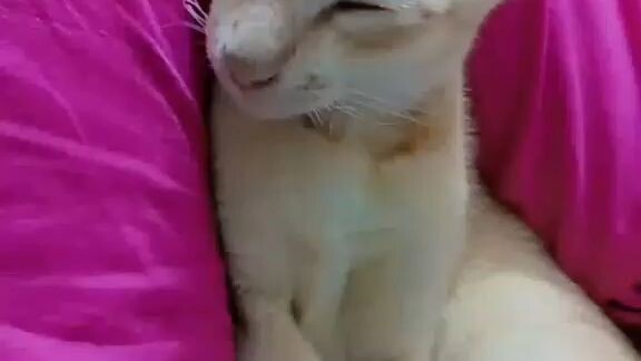 funny cat video