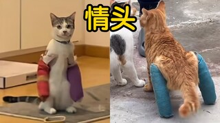 Sorry, I thought the kitty was boxing.