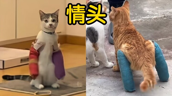 不好意思，还以为猫猫是打拳击的