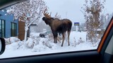 giant moose