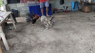 NBJJ4 PRH vs NBJJ4 Bulik