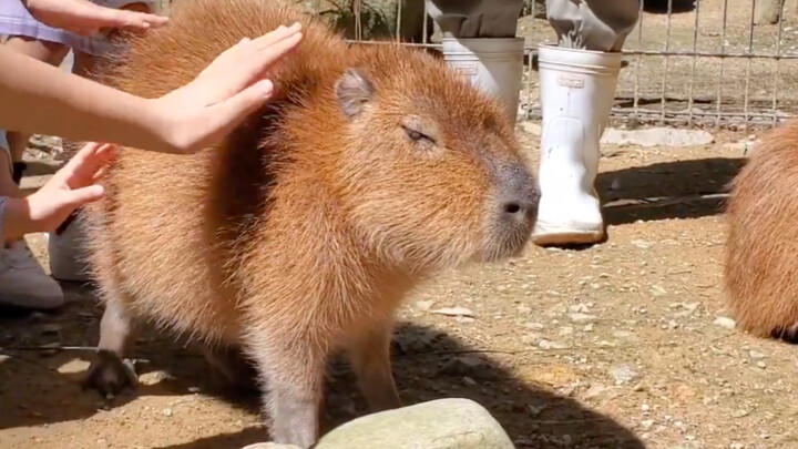 一摸就倒小娇娇(￣^￣)ゞ