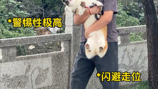 Kondisi pemilik anjing masa kini saat membawa anjing jalan-jalan