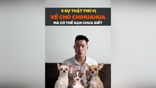 5 sự thật thú vị về chihuahua mà thể bạn chưa biết petonesaigon tuitienpet petnhatrang dcgr