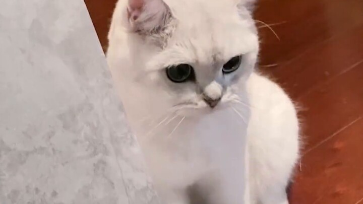 ฉันไม่เคยชนะเกมนี้ด้วยแมว!