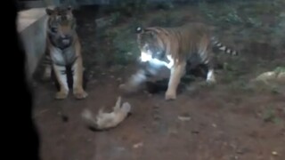 Hakimi secara tidak sengaja memasuki wilayah harimau Haki ☠️ Dia sangat takut sehingga dia tidak dap