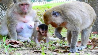 Go To Sleep Mum! Baby Monkey Jilla And Mum Jill Will Back Their Home To Sleep,Baby Jilla Update