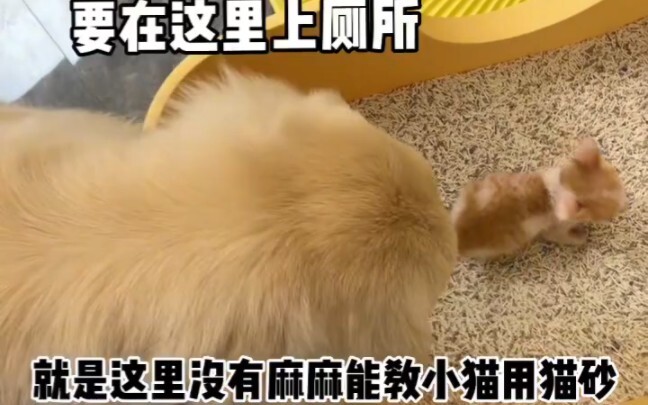 Kucingku sendiri yang mengajarinya – Anjing Golden Retriever ini memang sangat pintar!