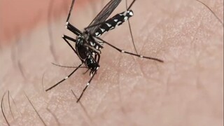Share 6 different types of mosquitoes. Which one is the most hateful?