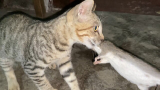 Thật khó để bắt được con chuột nhỏ đầu tiên mà nó bắt được từ miệng con mèo.