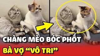 Chàng mèo BÓC PHỐT về bà vợ VÔ TRI của mình 😂 | Yêu Lu