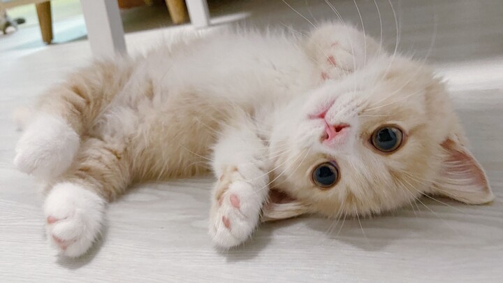 ลูกแมวน้อยตัวนี้ขี้อ้อนสุดๆ ไปเลย! ไม่มีใครสามารถต้านทานความน่ารักของเจ้าตัวเล็กแบบนี้ได้!
