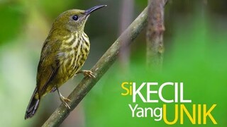 TAU NGGAK KALIAN dengan Burung Madu Rimba