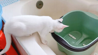 The Cat That's Eager To Take A Bath -- Her First Bath