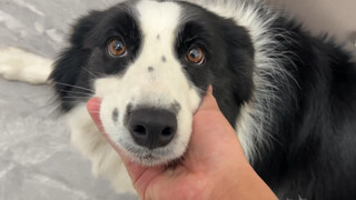 A dog peed in the wrong place, but two dogs admitted their mistake???