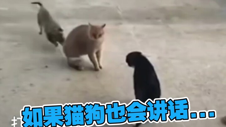 Đánh nhau đi!!😭