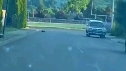 Chú chó: Về nhà làm bài tập!!